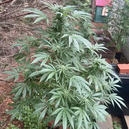 Paradise seeds eleven roses test