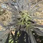 Test ukhta  seeds