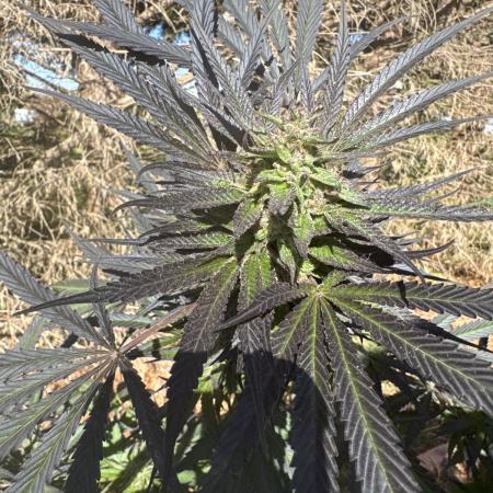 Test ukhta  seeds