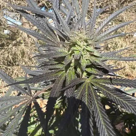Test ukhta  seeds