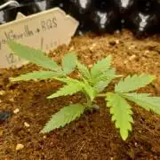 Royal Gorilla Automatic From RQS