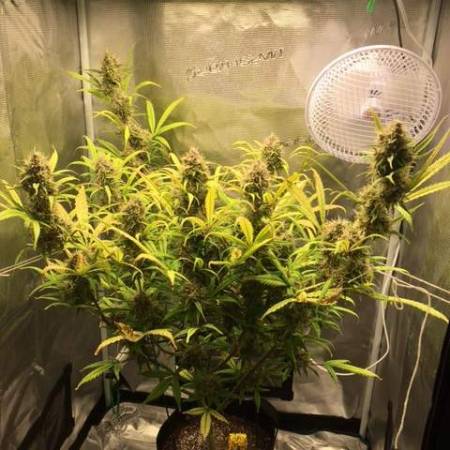 Blue Dream Auto