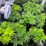 Firts 24k grow