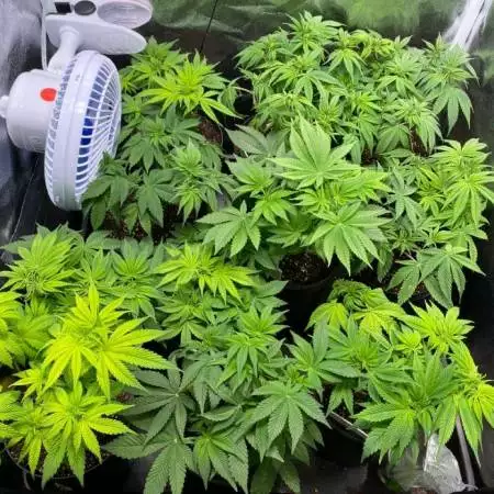 Firts 24k grow