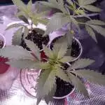 Chocolate Skunk