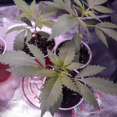 Chocolate Skunk