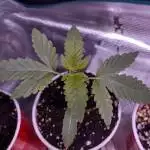 LA Confidential 