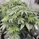 First Grow