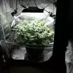 Closet grow