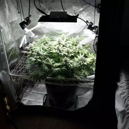 Closet grow