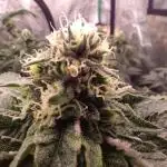 Gelato 41