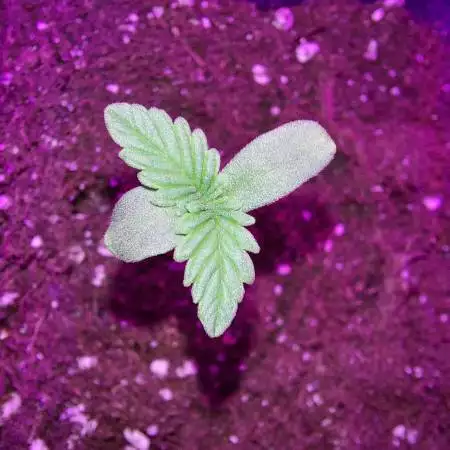 White Widow Grow!