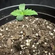 Multi strain run