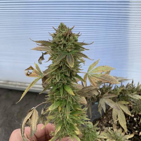 Durgamata Paradise seeds