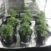 3x marshydro tsl 2000 grow