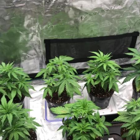 3x marshydro tsl 2000 grow