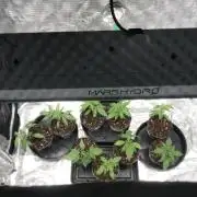 3x marshydro tsl 2000 grow