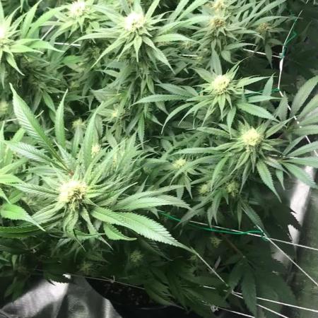 3x marshydro tsl 2000 grow