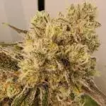Copycat genetics 2