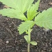 West Coast OG Autoflower