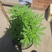 West Coast OG Autoflower