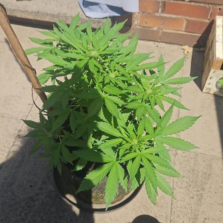 West Coast OG Autoflower