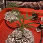DWC 1st attempt