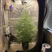 Sour disel auto 