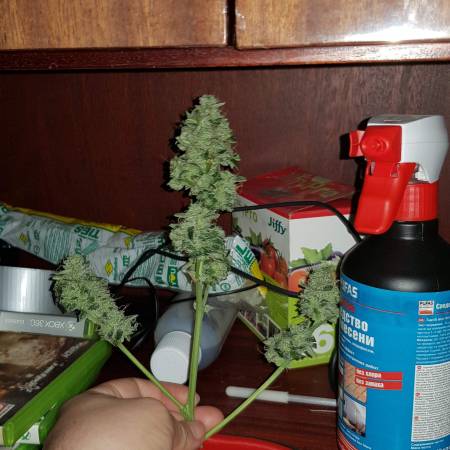 First grow(Purple punch Auto)