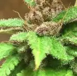 Kush Breeding: