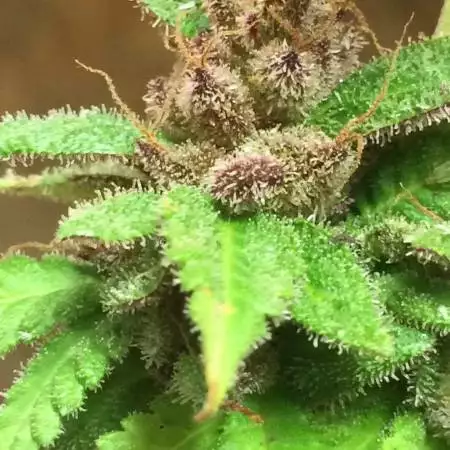 Kush Breeding: