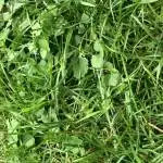 VINE GROWTH....