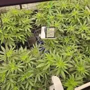 Barneys Farm-- Mendo Breath