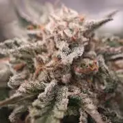 Barneys Farm-- Mendo Breath