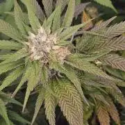 Barneys Farm-- Mendo Breath