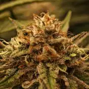 Barneys Farm-- Mendo Breath