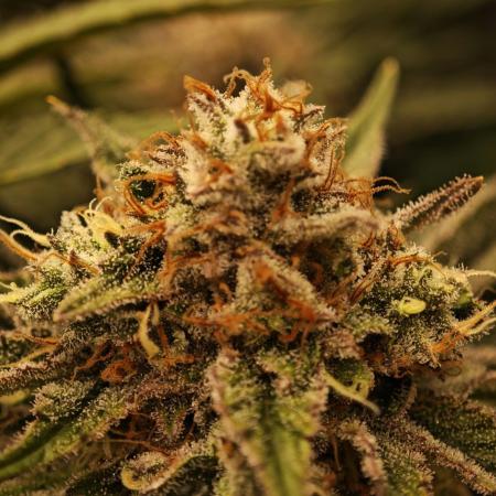 Barneys Farm-- Mendo Breath