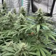 Summer Grow 2026