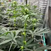 Winter Grow 2026 (Phylos Cheddar Cheese)