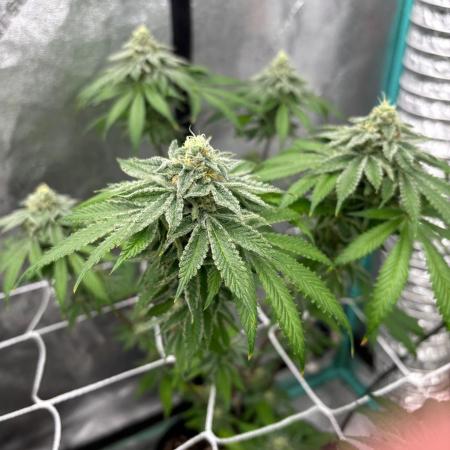 Raw and InHouse Grow 2026