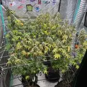 Summer Grow 2026