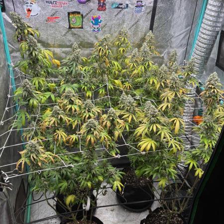Summer Grow 2026