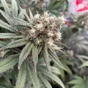 Winter Grow 2026 (Phylos Cheddar Cheese)