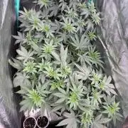 Winter Grow 2026 (Phylos Cheddar Cheese)