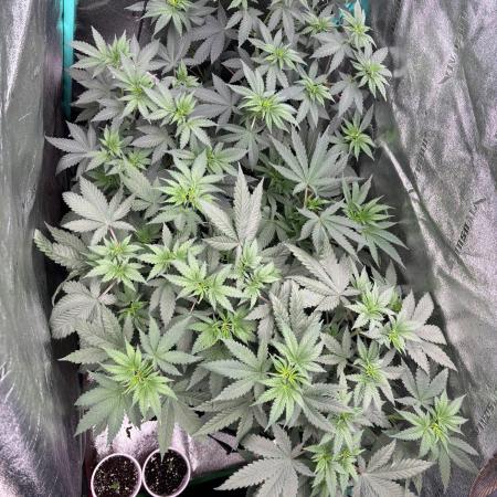 Winter Grow 2026 (Phylos Cheddar Cheese)