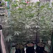 Winter Grow 2026 (Phylos Cheddar Cheese)