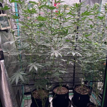 Winter Grow 2026 (Phylos Cheddar Cheese)
