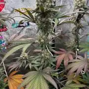 Winter Grow 2026 (Phylos Cheddar Cheese)