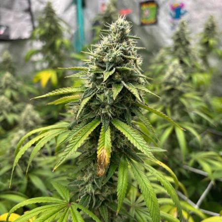 Summer Grow 2026