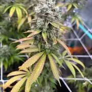 Summer Grow 2026
